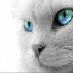 Avatar del usuario KolinSasa