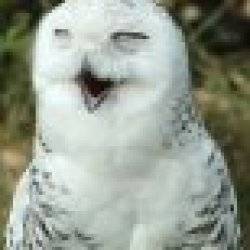 Avatar del usuario NOWERE