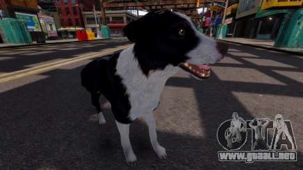 Border Collie para GTA 4